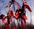 Maple, Red/Swamp-Acer rubrum-pg# 116