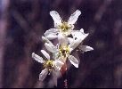 Shadbush or Serviceberry