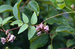 Ground-nut or Wild Bean