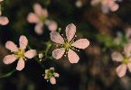 Pine Barrens Sandwort