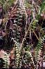 Ebony Spleenwort