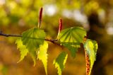 Birch, Gray-Betula populifolia-pg# 110