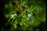 Cedar, Atlantic White-Chamaecyparis thyoides-pg# 108