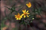 Sickle-leaved Golden Aster