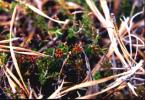 Broom-Crowberry