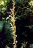 Dodder - Cuscuta spp - pg# 142