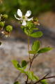 Sand Blackberry