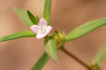 Rough Buttonweed