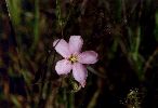 Thread-leaved Sundew