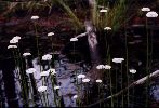 Flattened Pipewort