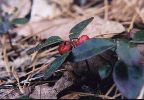 Teaberry/ Checkerberry-Gaultheria procumbens-pg# 136