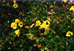 Fern-leaved False Foxglove