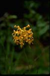 Yellow Fringed Orchid