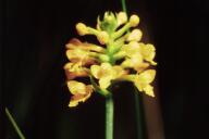 Southern Yellow Orchid