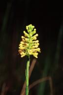 Southern Yellow Orchid