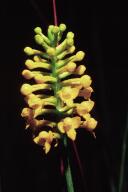 Southern Yellow Orchid