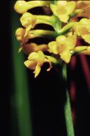 Southern Yellow Orchid