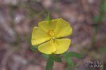 Frostweed-Helianthemum canadense-pg# 190