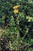 Narrow-leaved Sunflower - Helianthus angustifolius - pg# 218