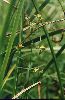 Canada St. John's-wort-Hypericum canadense-pg# 190