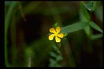 Coppery St. John's-wort-Hypericum denticulatum-pg# 190