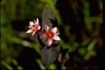 Marsh St. John's-wort