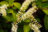 Virginia Willow-Itea virginica-pg# 120