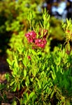 Laurel, Sheep-Kalmia angustifolia-pg# 128