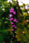 Hairy Blazing-star - Liatris graminifolia - pg# 210