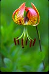 Turk's-cap Lily