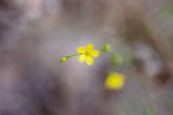 Yellow Flax-Linum intercursum-pg# 186