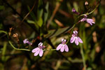 Canby's Lobelia - Lobelia canbyi - pg# 206