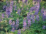 Wild Lupine