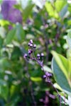 Staggerbush-Lyonia mariana-pg# 128