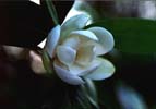 Magnolia, Sweet Bay/Swmp-Magnolia virginiana-pg# 114