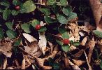 Partridgeberry-Mitchella repens-pg# 136