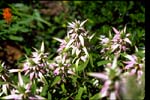 Horsemint - Monarda punctata - pg# 202