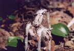 Indian-pipe - Monotropa uniflora - pg# 196