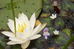 Water-lily, FragrantWhite - Nymphaea odorata - pg# 150