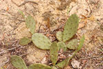 Prickly Pear Cactus