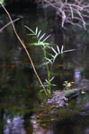 Slender-leaved Cowbane - Oxypolis rigidior - pg# 196