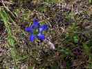 Pine-barren Gentian