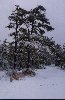 Pine, Pitch-Pinus rigida-pg# 108