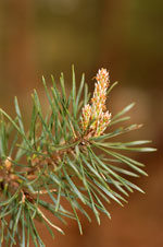 Pine, Scrub/Jersey-Pinus virginiana-pg# 108