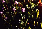 Short-leaved Milkwort