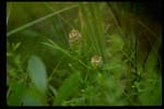 Cross-leaved Milkwort