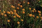 Orange Milkwort