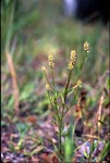 Nuttall's Milkwort - Polygala nuttallii - pg# 186