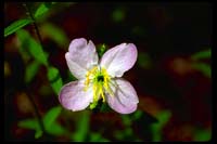 Maryland Meadow Beauty