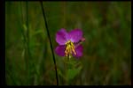 Meadow-beauty-Rhexia virginica-pg# 194